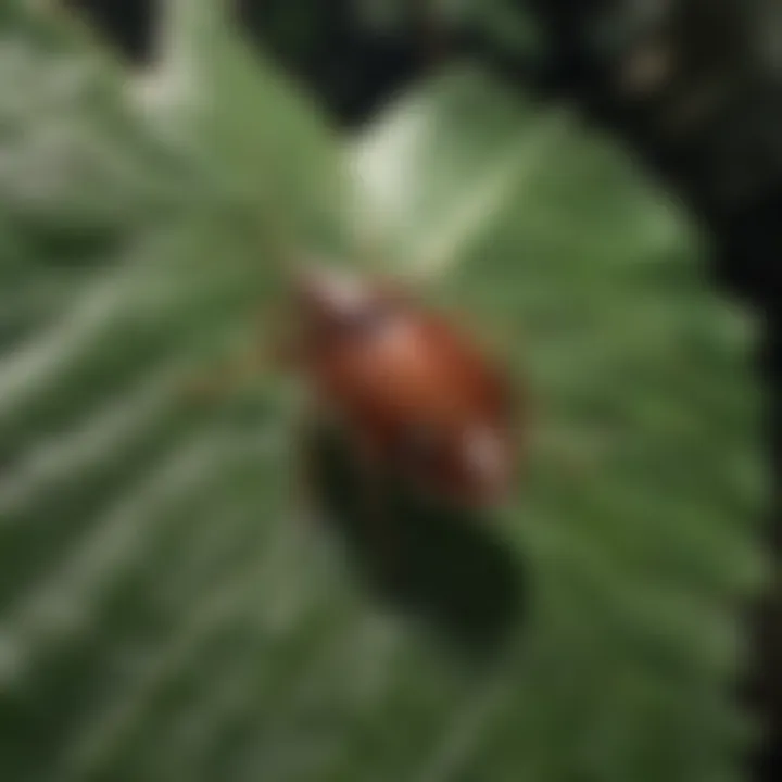 Close-up of a tick on a leaf, emphasizing its small size and camouflaging ability