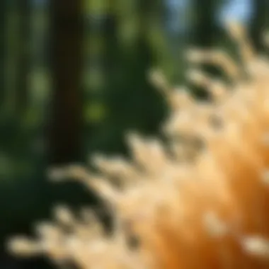 A close-up view of cellulose casing showcasing its texture and natural fibers.