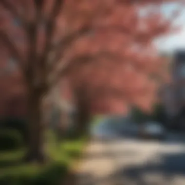 A healthy dogwood tree flourishing in an urban landscape setting