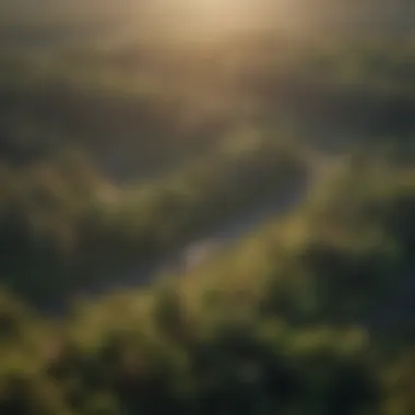 Aerial view of a reforested area showcasing biodiversity.