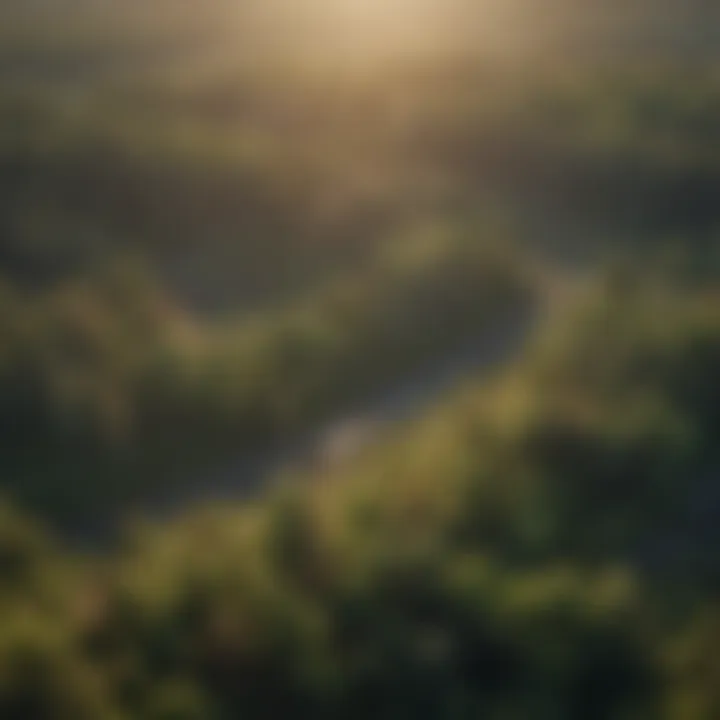 Aerial view of a reforested area showcasing biodiversity.