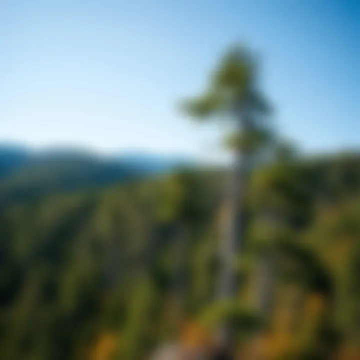 Benefits of Sustainable Forestry Practices A scenic view of sustainable forestry practices and their benefits