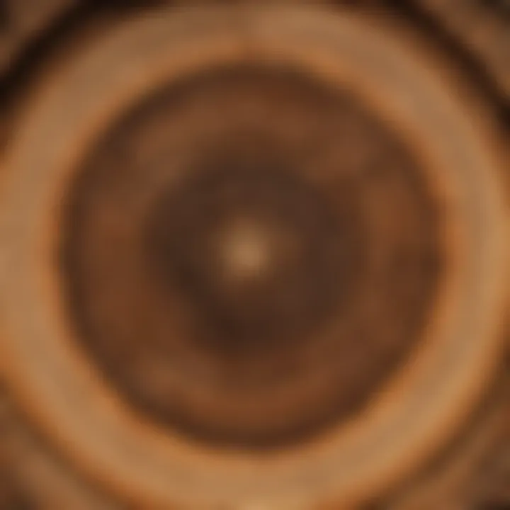 A close-up of tree rings symbolizing the long-term vision in forestry practices