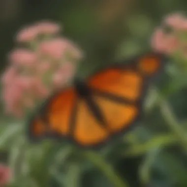 Close-up view of a monarch butterfly on milkweed