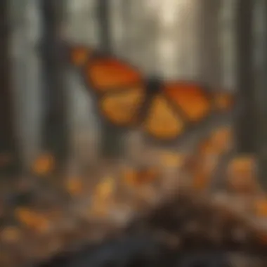 Wintering Sites of Monarch Butterflies A wintering site with clusters of monarch butterflies