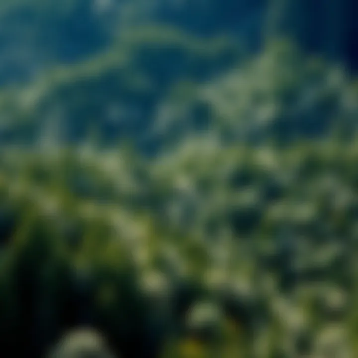 Understanding Sustainable Forests: A Comprehensive Examination Introduction