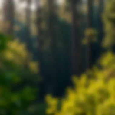 Understanding Sustainable Forests: A Comprehensive Examination Summary
