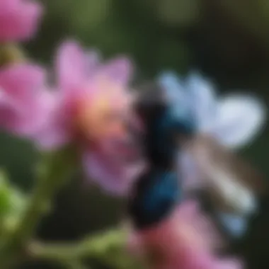 Blue Carpenter Bee Pollinating a Flower Close-up view of a blue carpenter bee on a flower