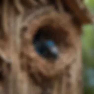 Blue carpenter bee nest in a wooden structure