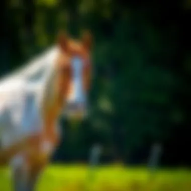 Understanding the Bureau of Land Management Horse Adoption Program Summary Understanding the Bureau of Land Management Horse Adoption Program Summary