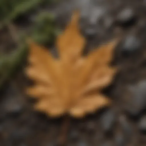 A close-up view of a leaf showing damage caused by acid rain