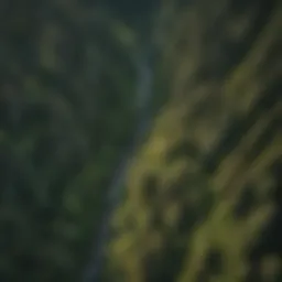 Aerial view of a lush Washington forest showcasing diverse flora.