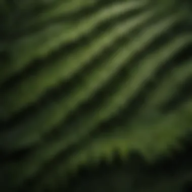 Close-up of fern leaves showcasing intricate patterns