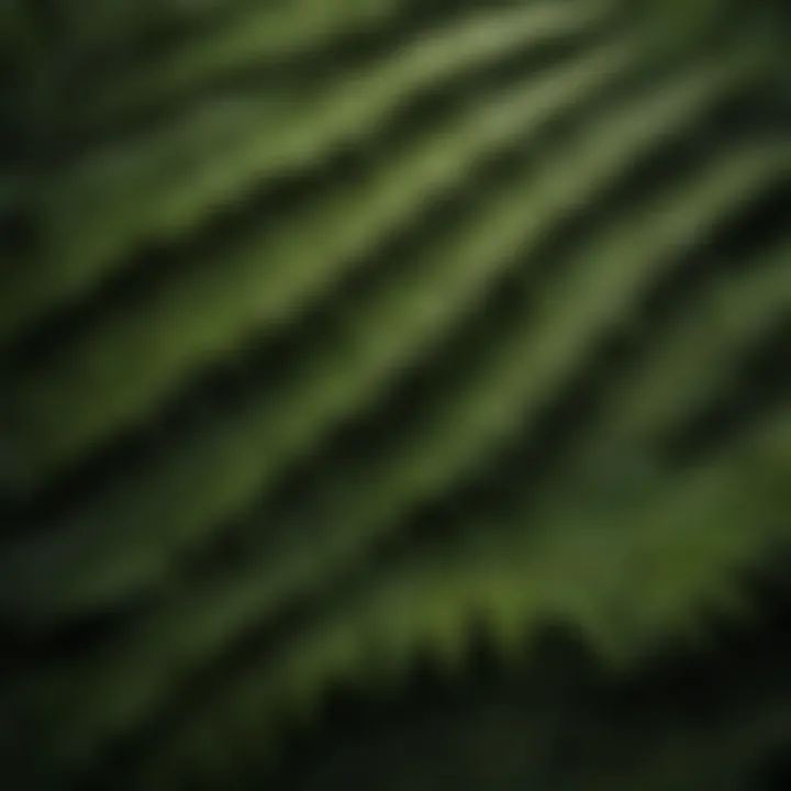 Close-up of fern leaves showcasing intricate patterns