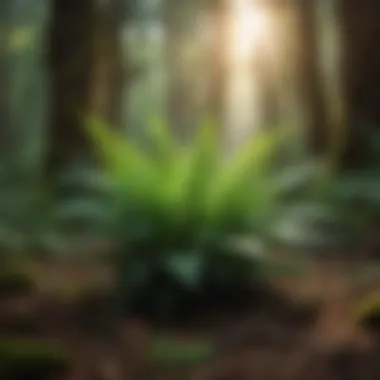 The Vitality of Ferns in Forest Ecosystems Lush fern growth in a vibrant forest ecosystem