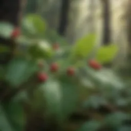 Wild raspberry plant showcasing leaves and fruit in a natural habitat