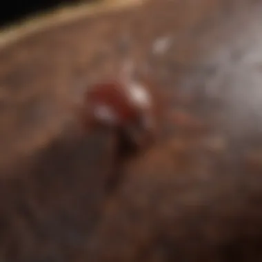 Close-up view of a tick on the skin Close-up of a tick on skin