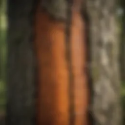 A close-up of a tree trunk being treated with sealant, highlighting the application technique.
