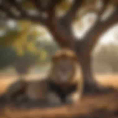 A male lion resting under a tree, illustrating its natural habitat.