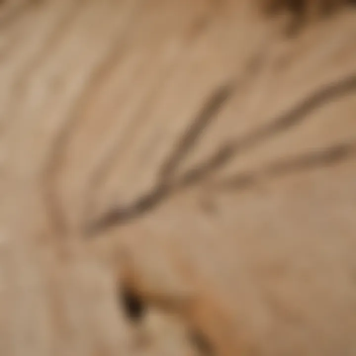 Close-up view of untreated plywood showcasing its natural grain and texture