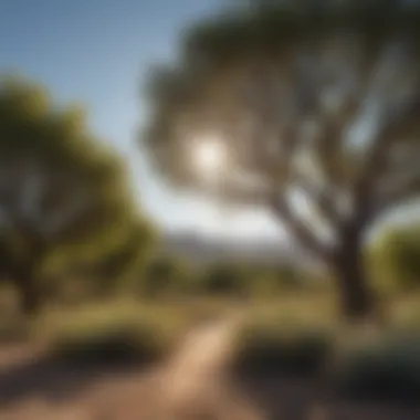 Cultivating Diverse Species of Desert Shade Trees A well-maintained garden featuring various species of desert shade trees