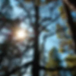 When Is It Safe to Trim Trees: A Comprehensive Guide Introduction