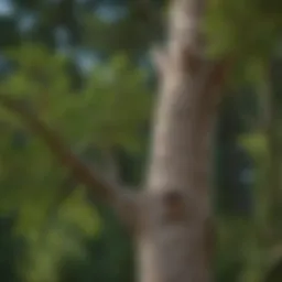 Close-up of a healthy tree limb before cutting