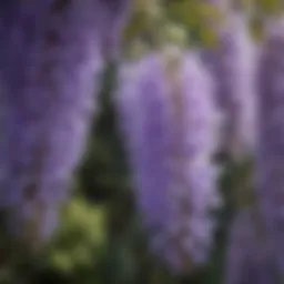 Close-up view of wisteria flowers showcasing their delicate structure