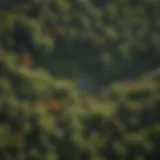 Aerial view of a lush woodland ecosystem showcasing biodiversity