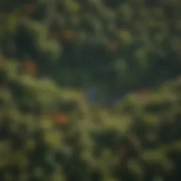 Aerial view of a lush woodland ecosystem showcasing biodiversity
