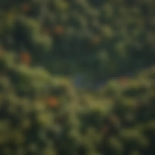 Aerial view of a lush woodland ecosystem showcasing biodiversity