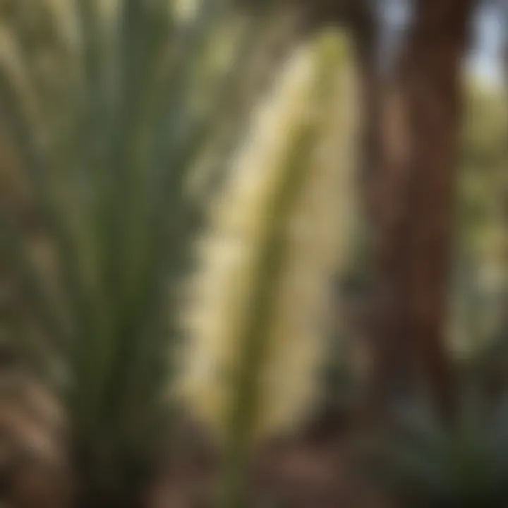 Blooming yucca flower stalk