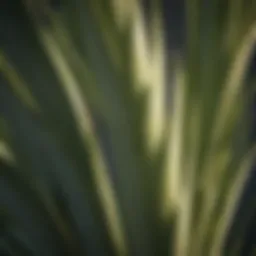 Close-up of yucca plant's sword-like leaves