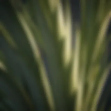 Close-up of yucca plant's sword-like leaves